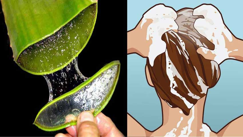 Aloe-Jojoba-Shampoo-best.jpg?15512148891