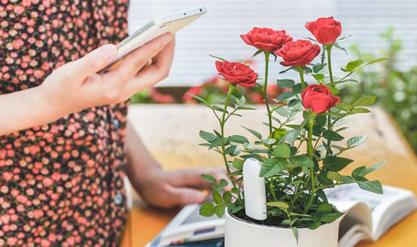 Xiaomi-Original-Plant-Flowers-Tester-Lig
