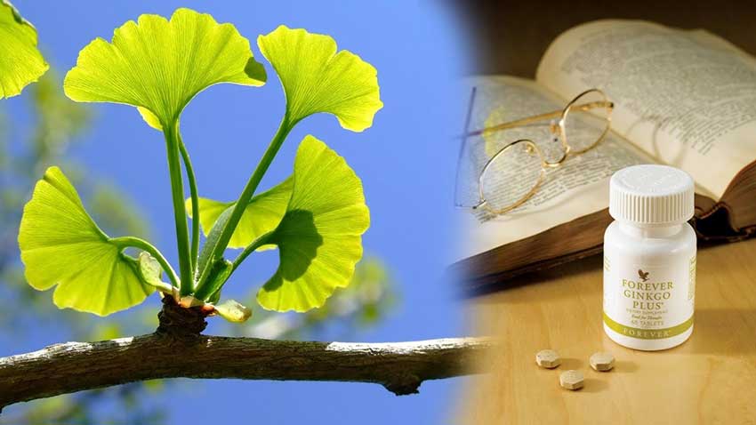 forever-ginkgo-plus-best.jpg?15508695290